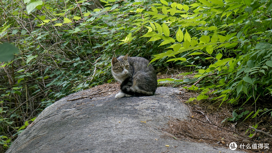 野猫~