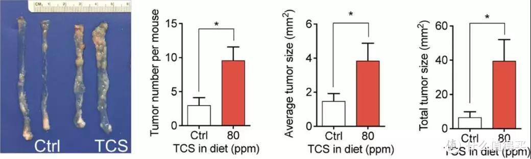 图片左边为对照组小鼠，右边为低剂量接触三氯生TCS的小鼠肿瘤（9）。