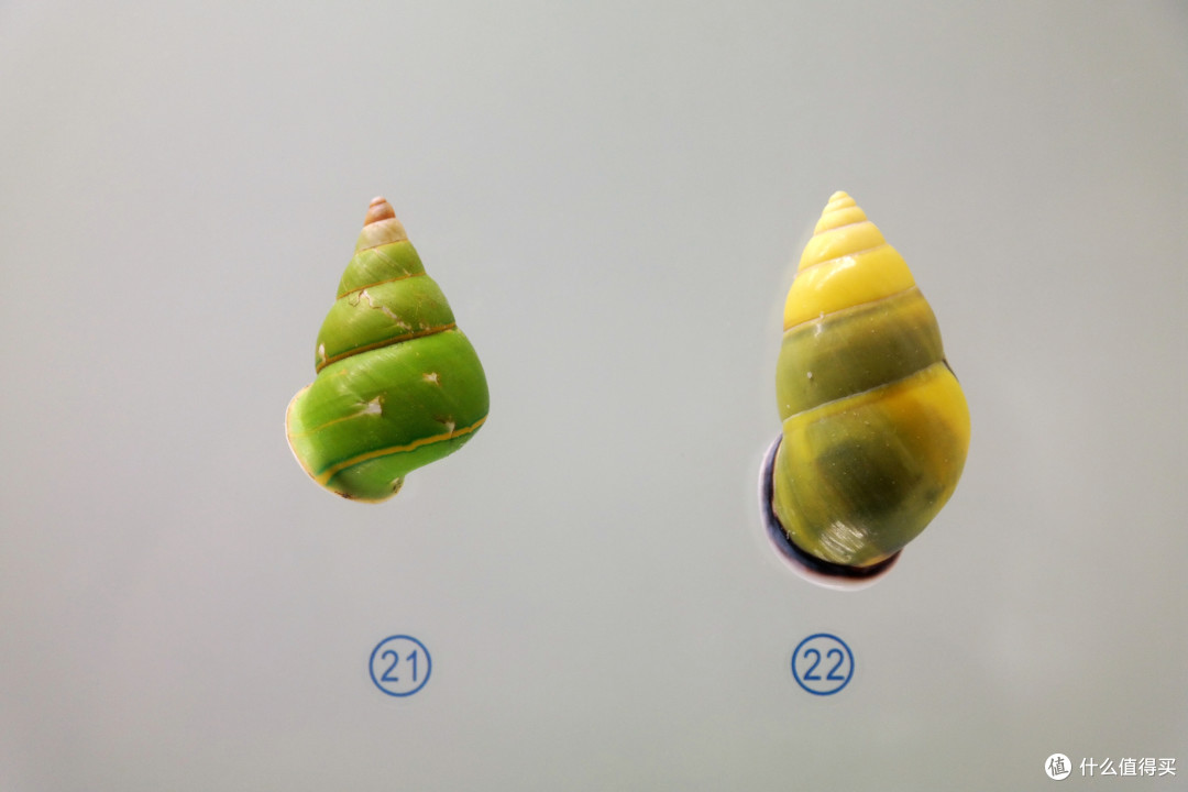 海市蜃楼的“蜃”到底是啥？全是知识点，快拿好小本本戳进来！