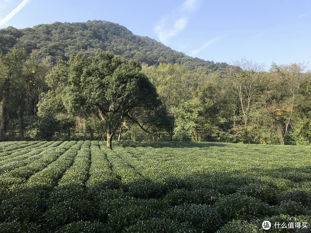 为了最后一点SPG积分，周末带娃刷酒店—杭州尊蓝钱江豪华精选酒店