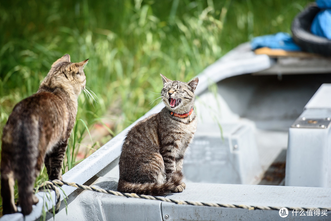 再次遇到附近老人养的猫