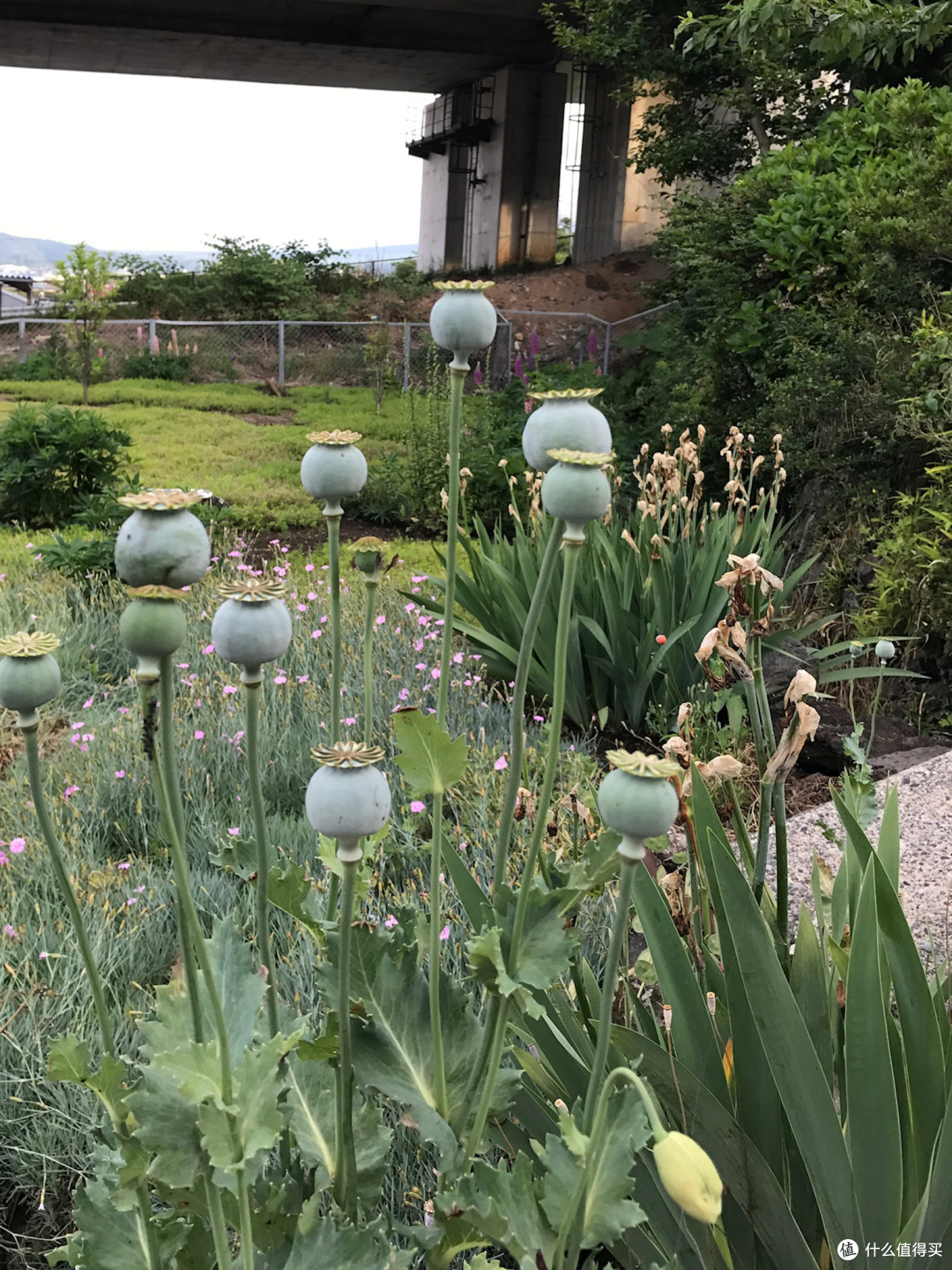 还能种罂粟花的?