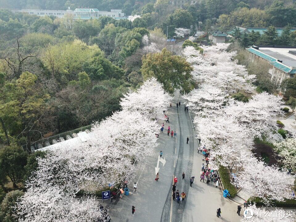 樱花节时的航拍，清晨游客还不多，九点以后我们学校就彻底变成珞珈山人民公园了