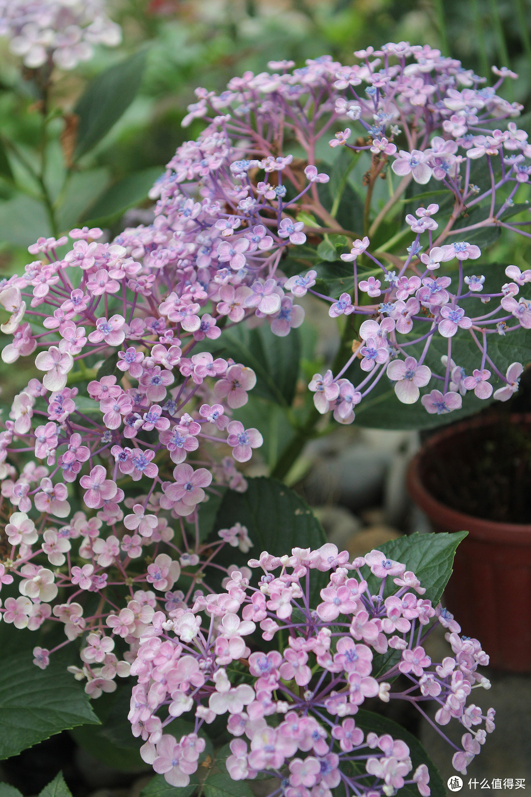 花草记录