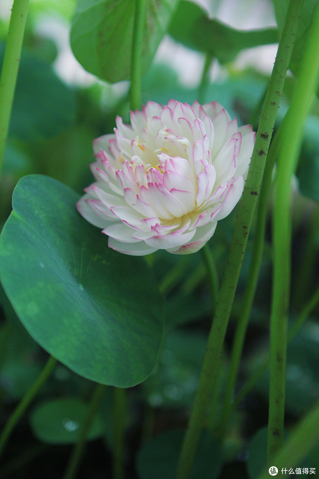 花草记录