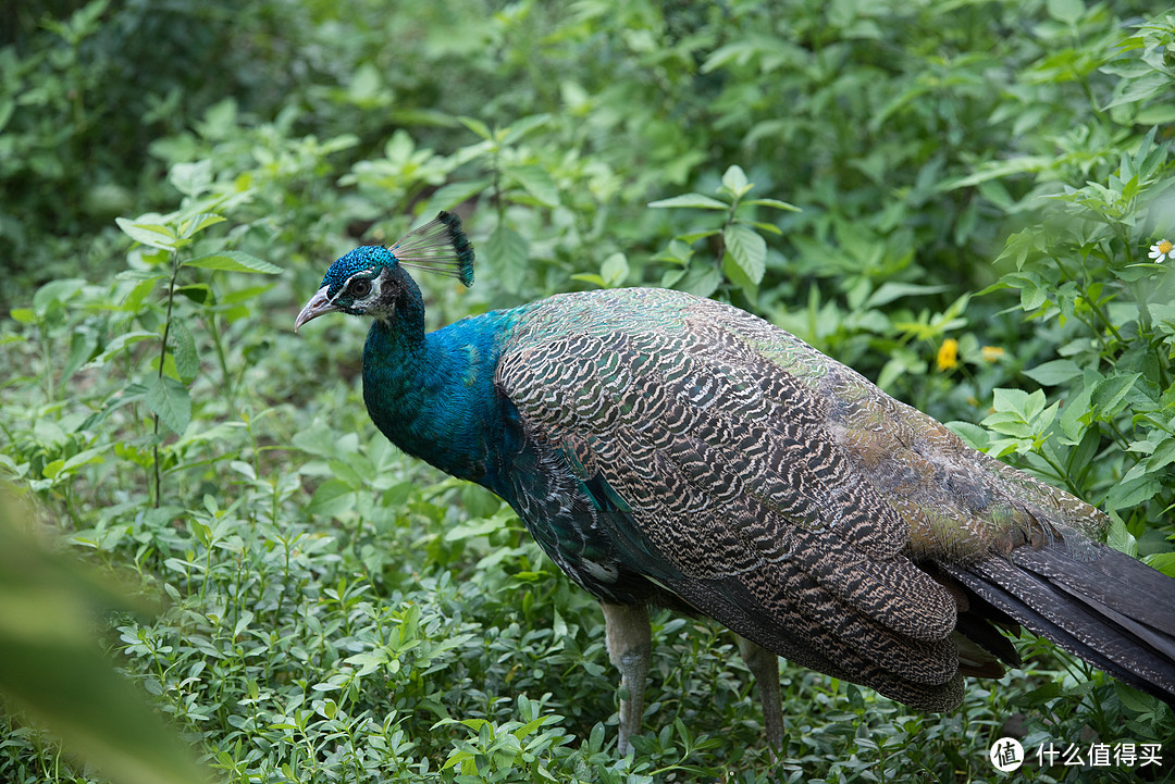 TAMRON 腾龙 70-210 F4 镜头无脑打鸟记