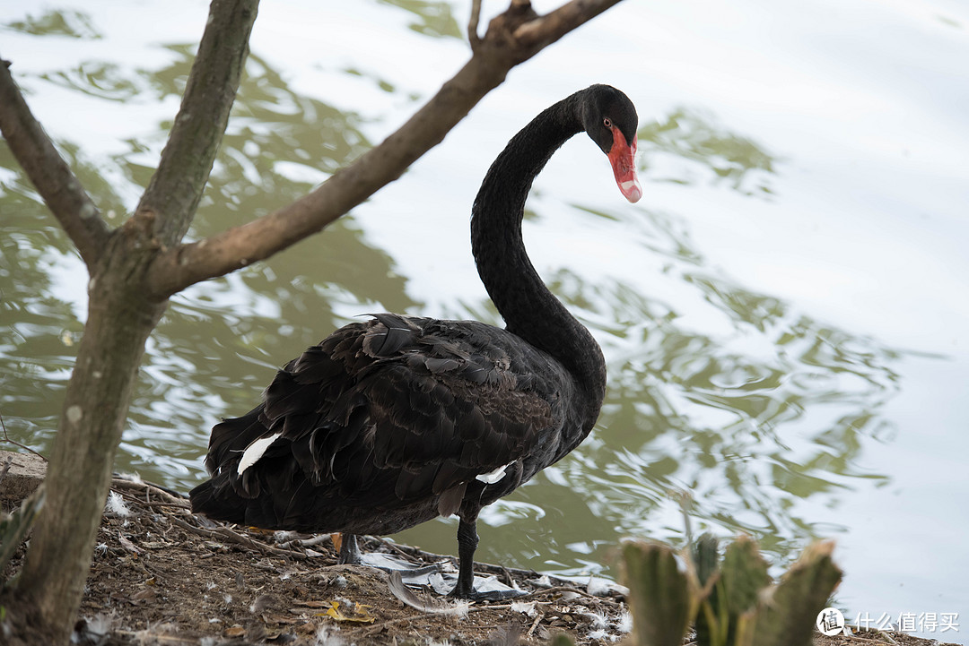 tamron腾龙70210f4镜头无脑打鸟记