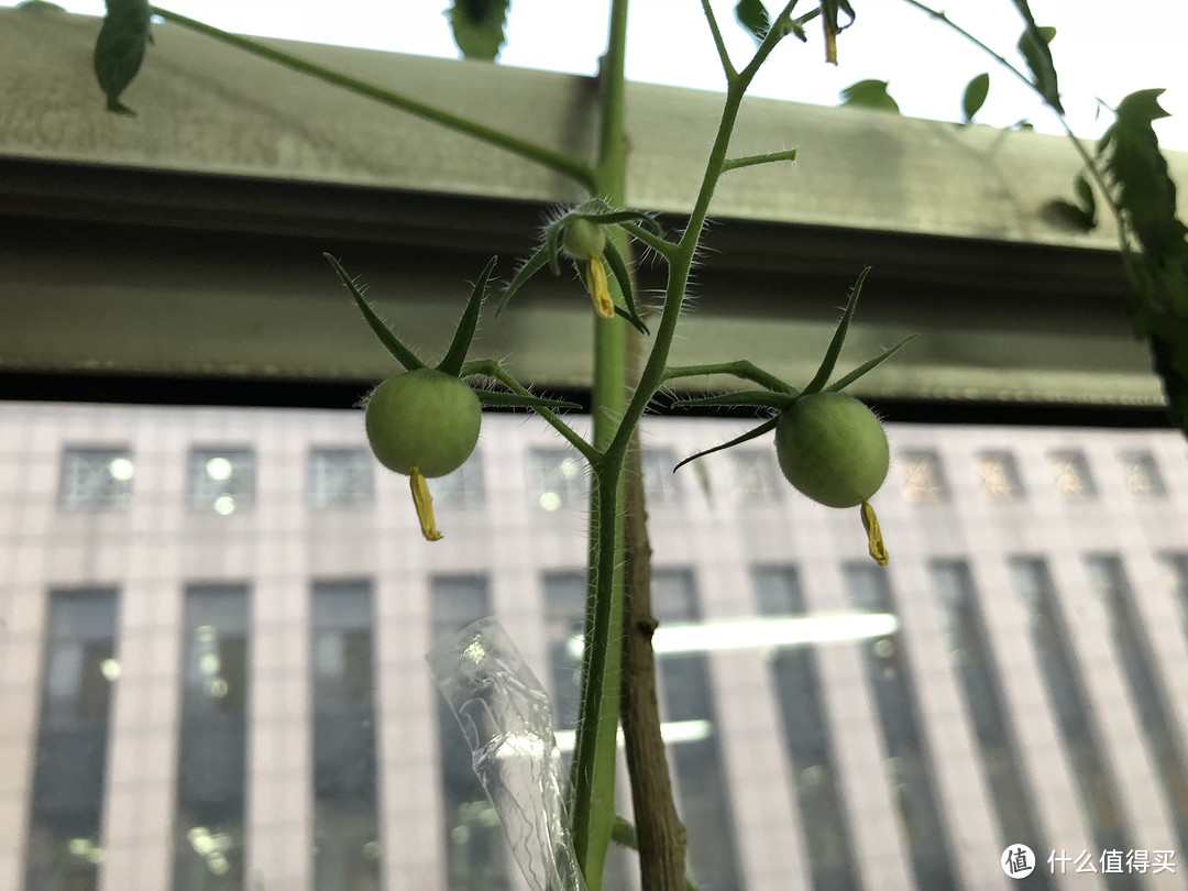 跟我一起学种菜吧！阳台种菜初体验