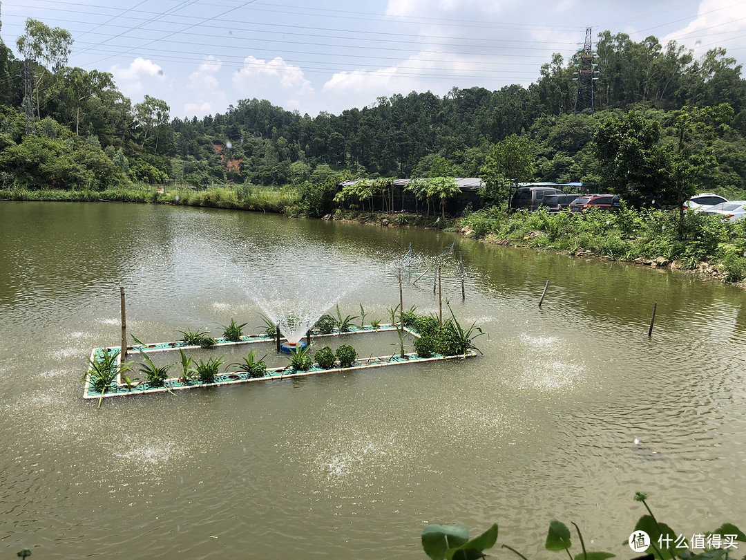 佛山分剁线下面基—大妈请我们吃烧鹅