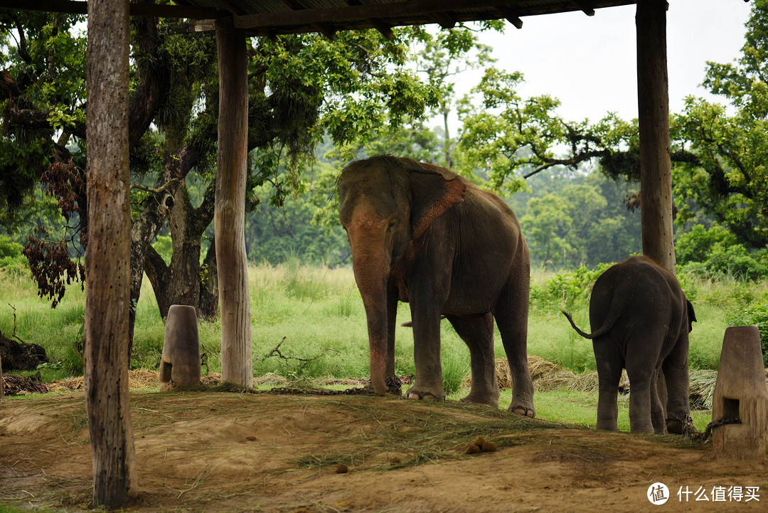 过了河就是大象保护中心了，这里可以看到工作人员救助和养育的大象，同时他们还给大象制作所谓的大象“粽子”，用大象草包裹一些豆类让大象享用。