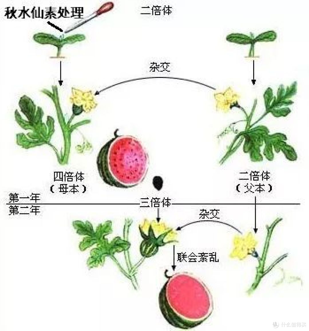 培育无籽西瓜的示意图。图片：人教版高中生物教材