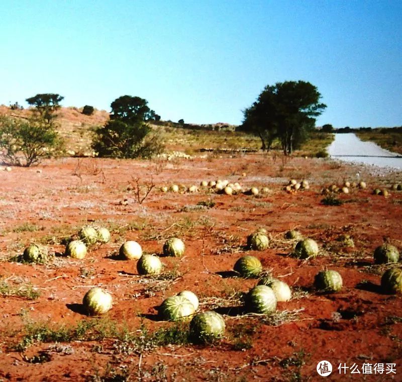 科植物一樣,它的原產地在非洲,具體點是非洲中南部的撒哈拉沙漠地區