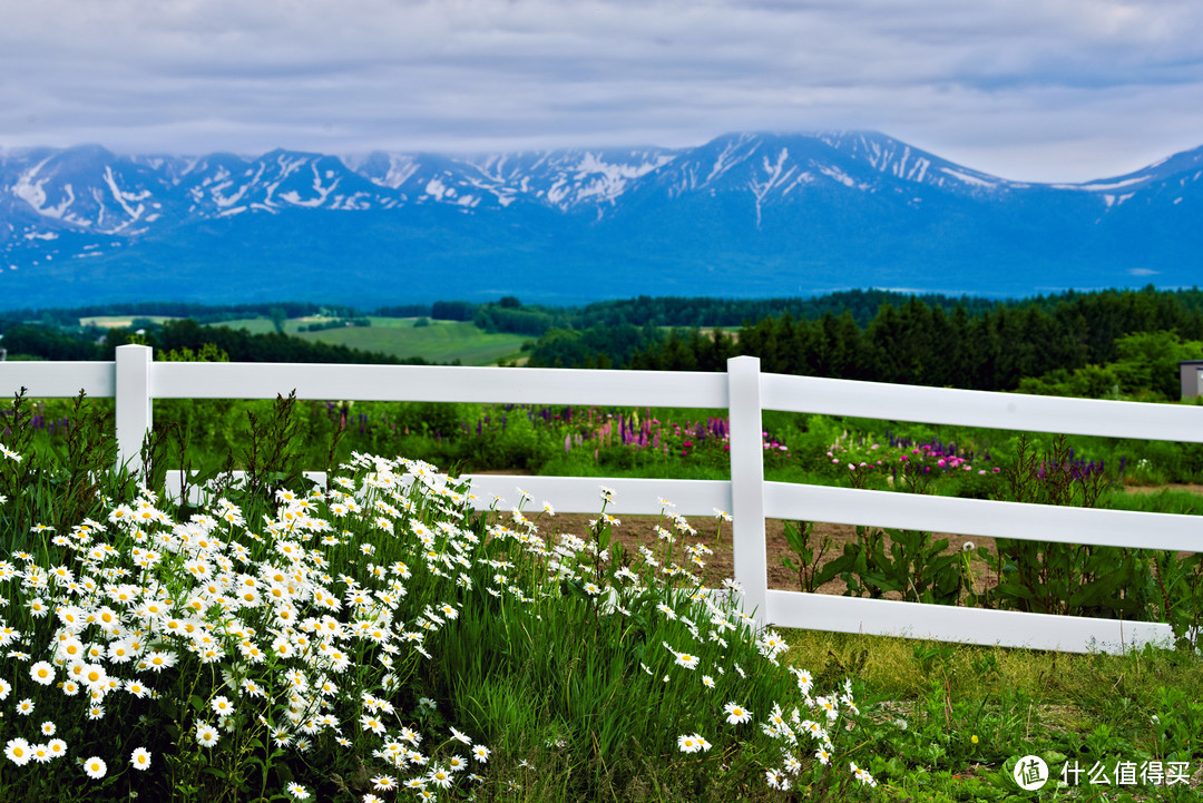 花和远山