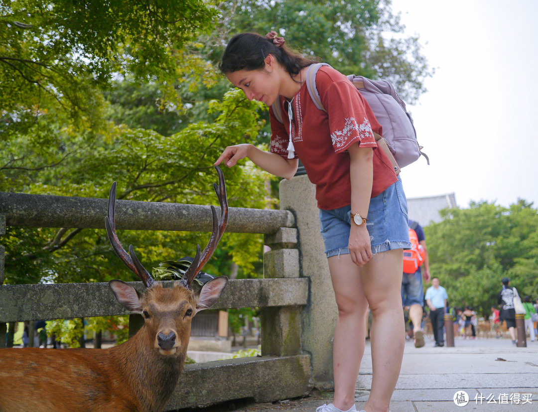 没有樱花和红叶的夏天，日本关西人文之旅怎么玩更有趣