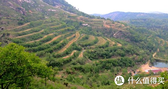 它是中国绿茶新贵 三大近海绿茶之一日照茶