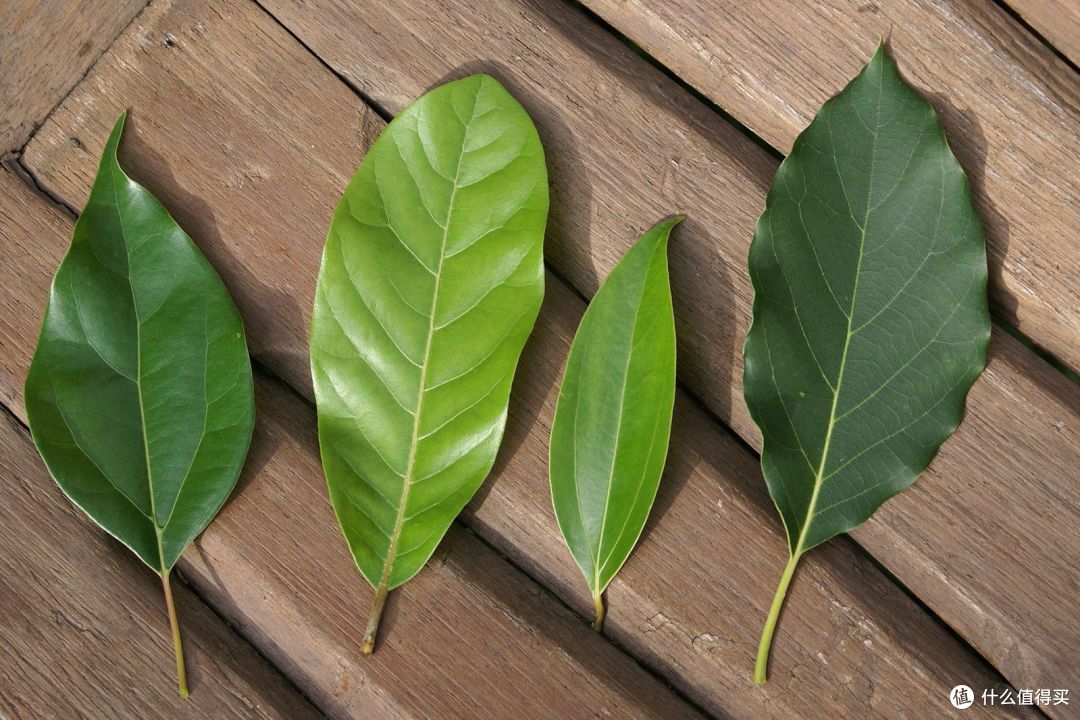 四种樟科植物的叶片，从左向右分别是樟树、潺槁木姜子、肉桂和牛油果。图片：B.navez / wiki commons