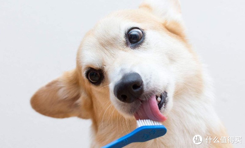 如何给猫小姐狗先生刷牙？ 犬猫刷牙用品推荐