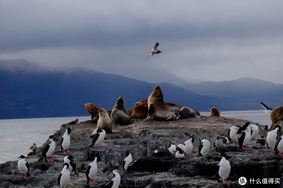从海中突起的一个小小的礁石岛上站满了黑白海鸟，很多大船无法靠近，会以为是企鹅，其实是南极鸬鹚，这里还有很多海豹、信天翁。