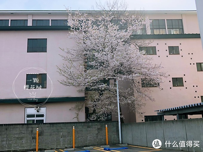 避开日本热门樱花季，错峰看看最美的青森樱花