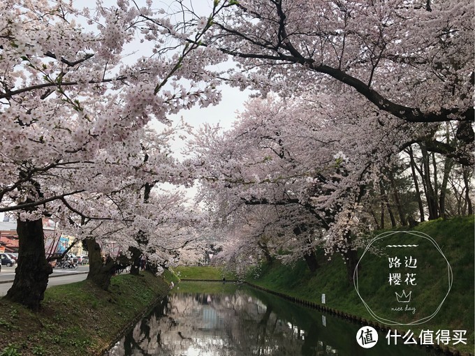 避开日本热门樱花季，错峰看看最美的青森樱花