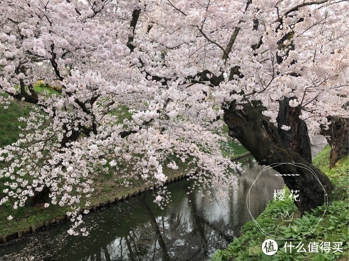 避开日本热门樱花季，错峰看看最美的青森樱花