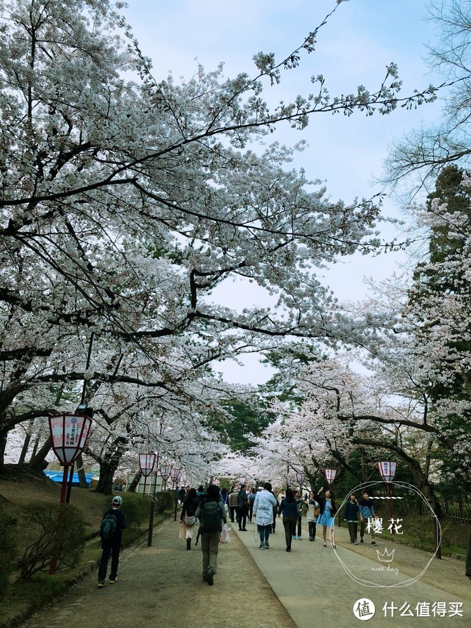 避开日本热门樱花季，错峰看看最美的青森樱花