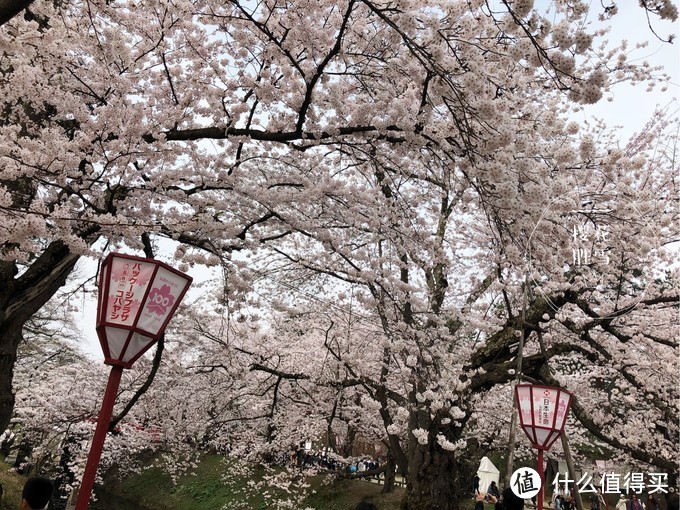 避开日本热门樱花季，错峰看看最美的青森樱花