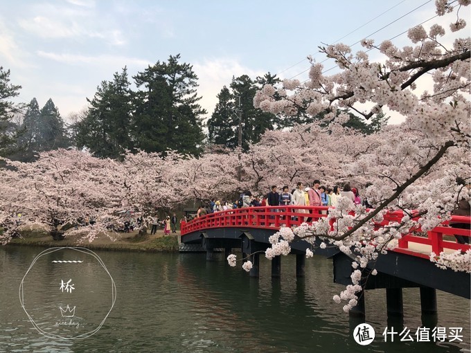 避开日本热门樱花季，错峰看看最美的青森樱花