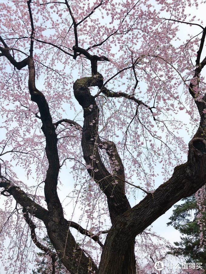 避开日本热门樱花季，错峰看看最美的青森樱花