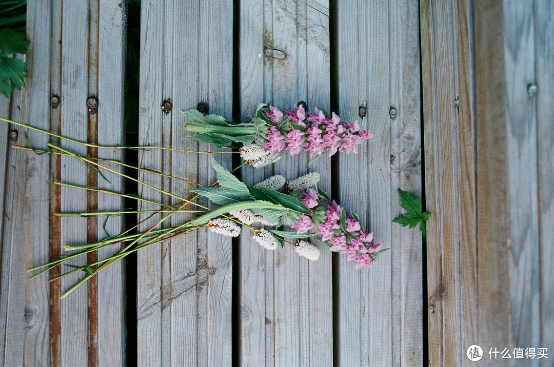 路边的野花 F3+Ektar100