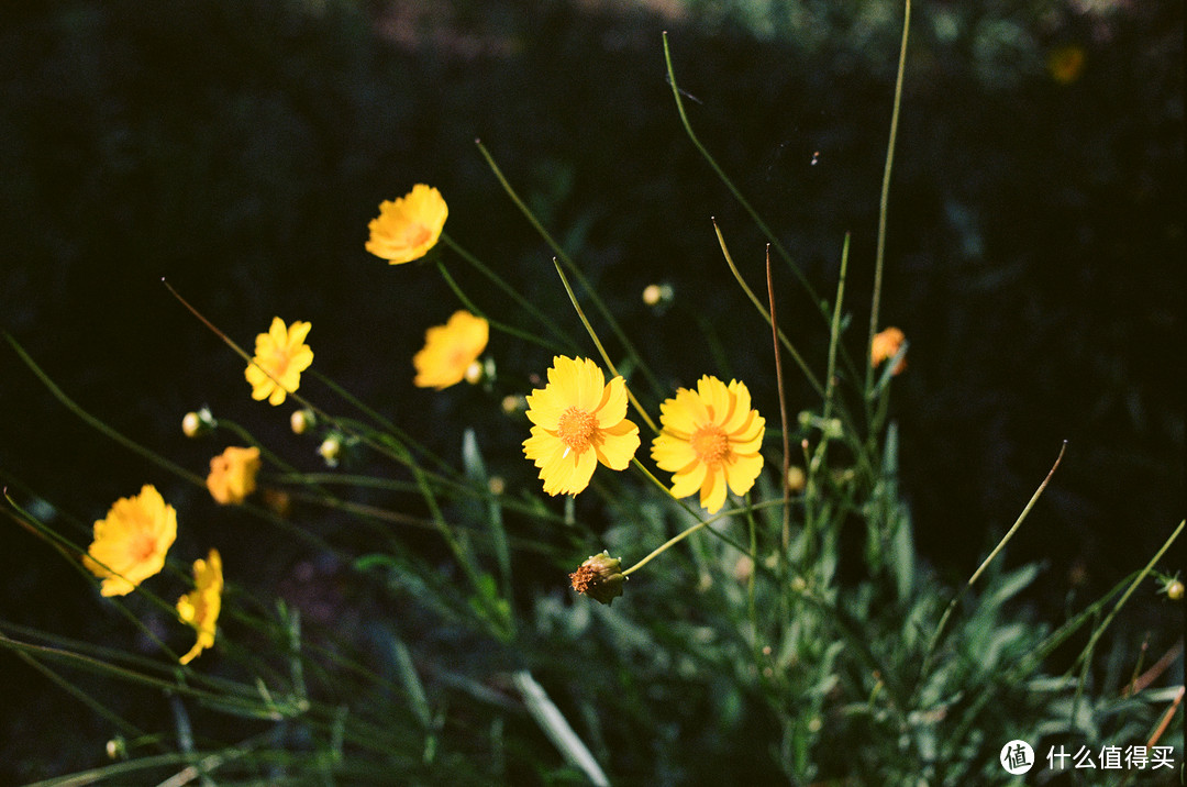 公园里的小花 F3+Ektar100