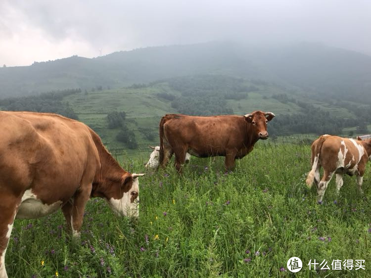 七月底单车独行飞狐陉、蔚县及草原天路