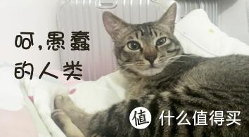 T T长大后的小猫B