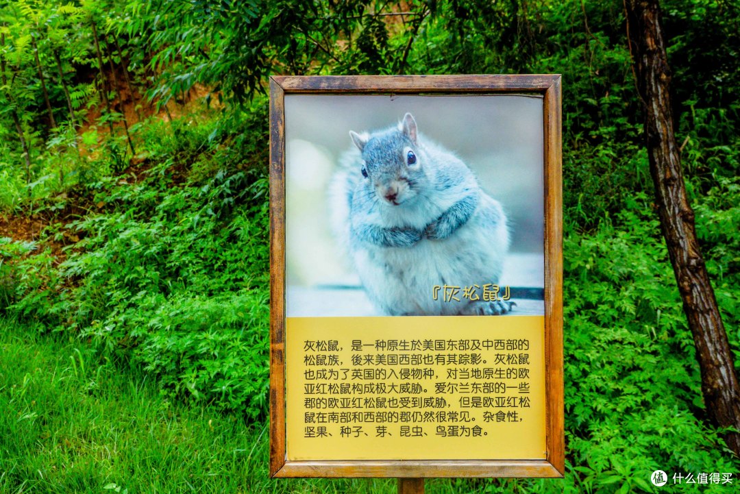 帝都京郊带娃解放天性,与2000多只森林的小精灵一起玩耍