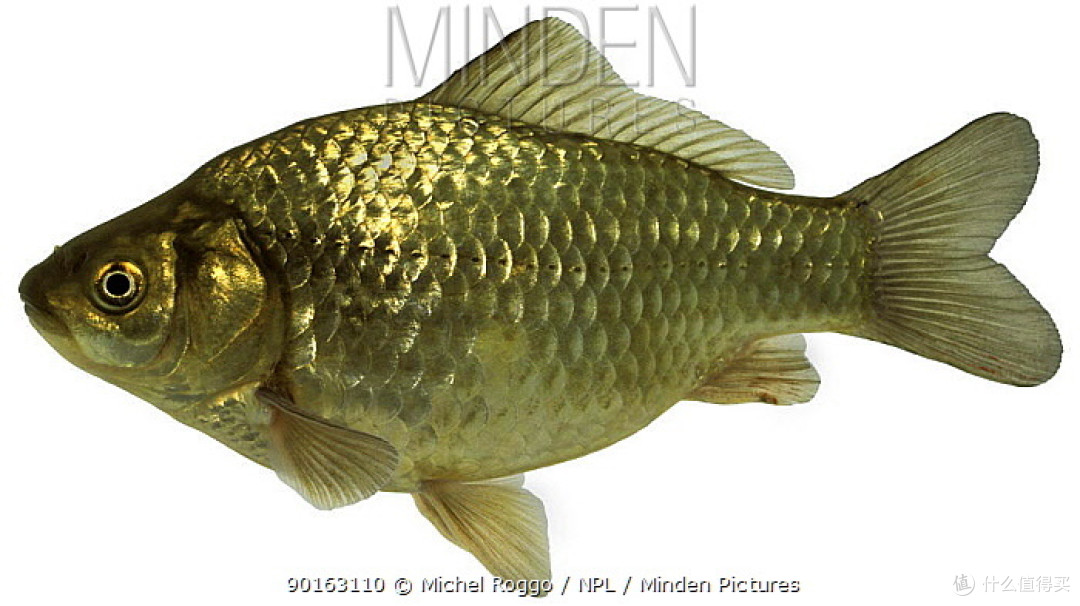 依次为白鲫、黑鲫、银鲫。图1：animal.memozee；图2：Viridiflavus / Wikipedia；图3：Michel Roggo / NPL