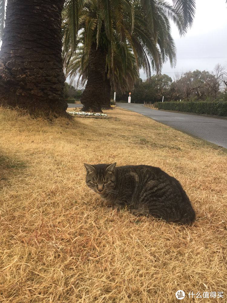 和歌山·贵志站：你知道的小猫站长，你不知道的“妮他妈”