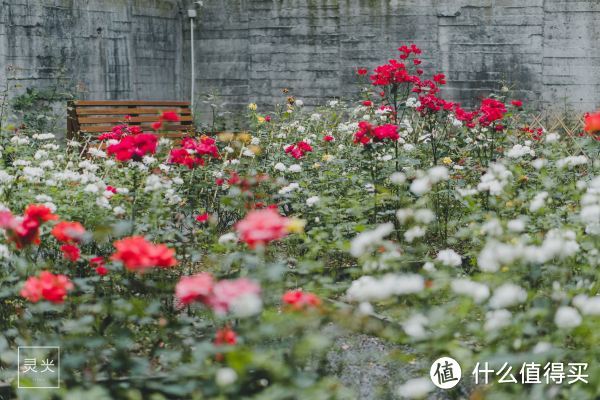 避开人山人海逛景区，来西溪住进花海烂漫里 赏荷花、看龙舟赛