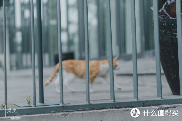 避开人山人海逛景区，来西溪住进花海烂漫里 赏荷花、看龙舟赛