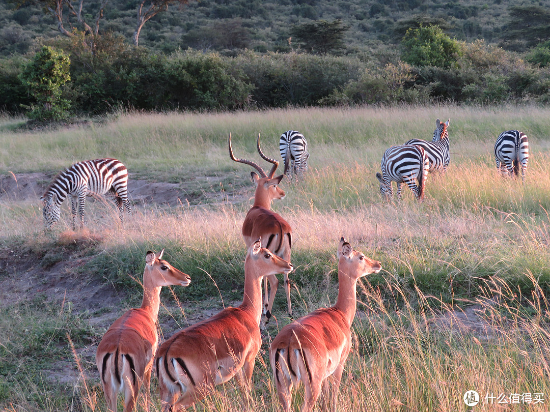 草原、野生动物，狮子犀牛大象，尽在印象肯尼亚！