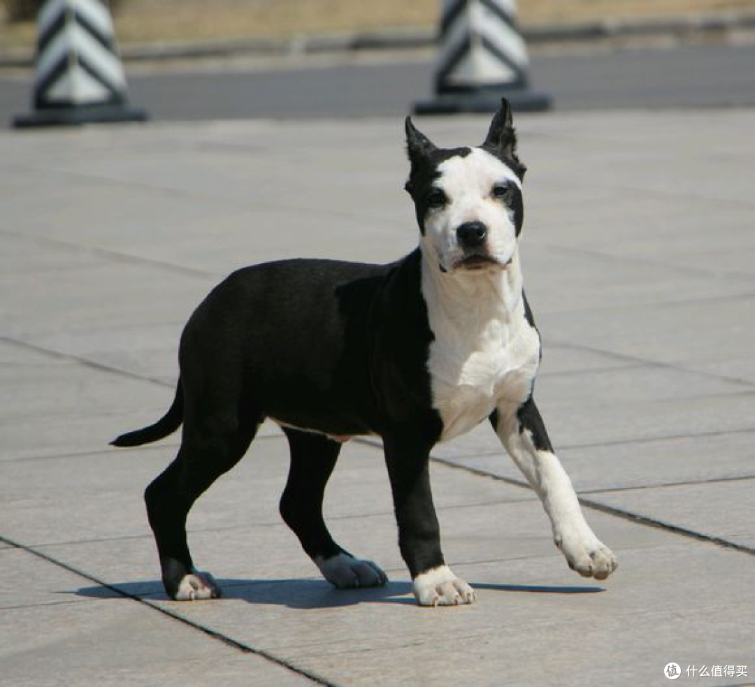 斯塔福郡梗犬狗子的饲养