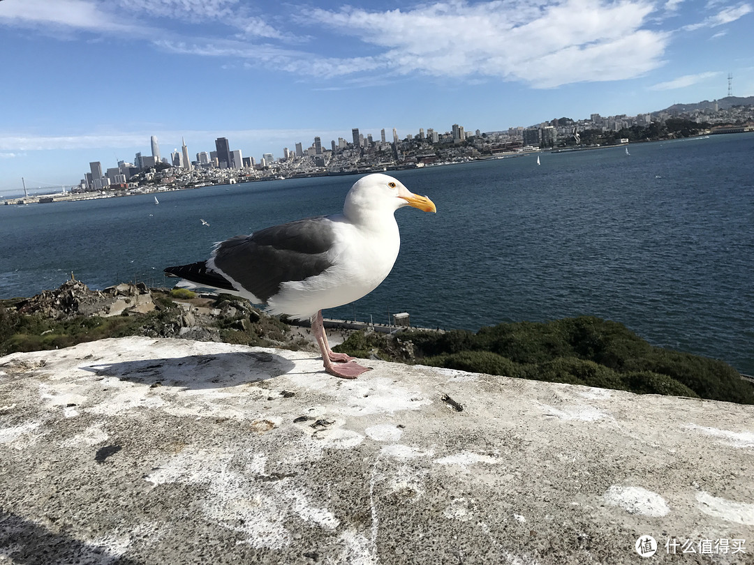 海鸟