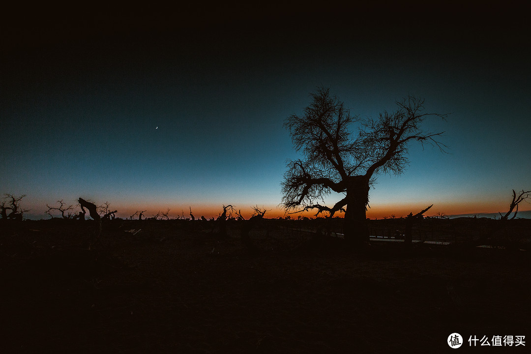 夜幕降临,一棵屹立不倒的胡杨树,旁边却围绕着一圈倒地后的胡杨树,远处的夕阳刚落下,天上的月牙却早已挂在天边