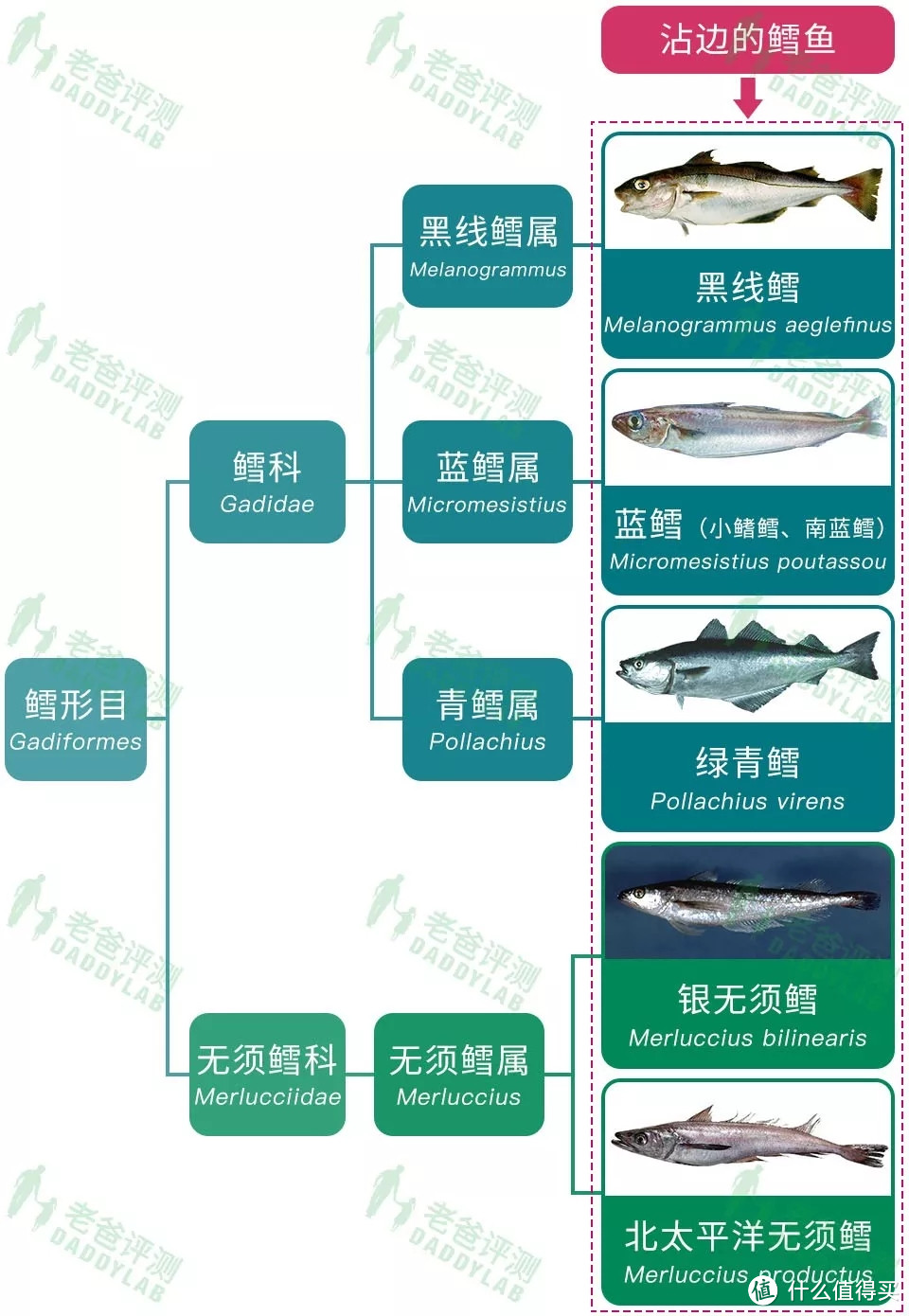 测了5款鳕鱼，发现3款竟是假的！