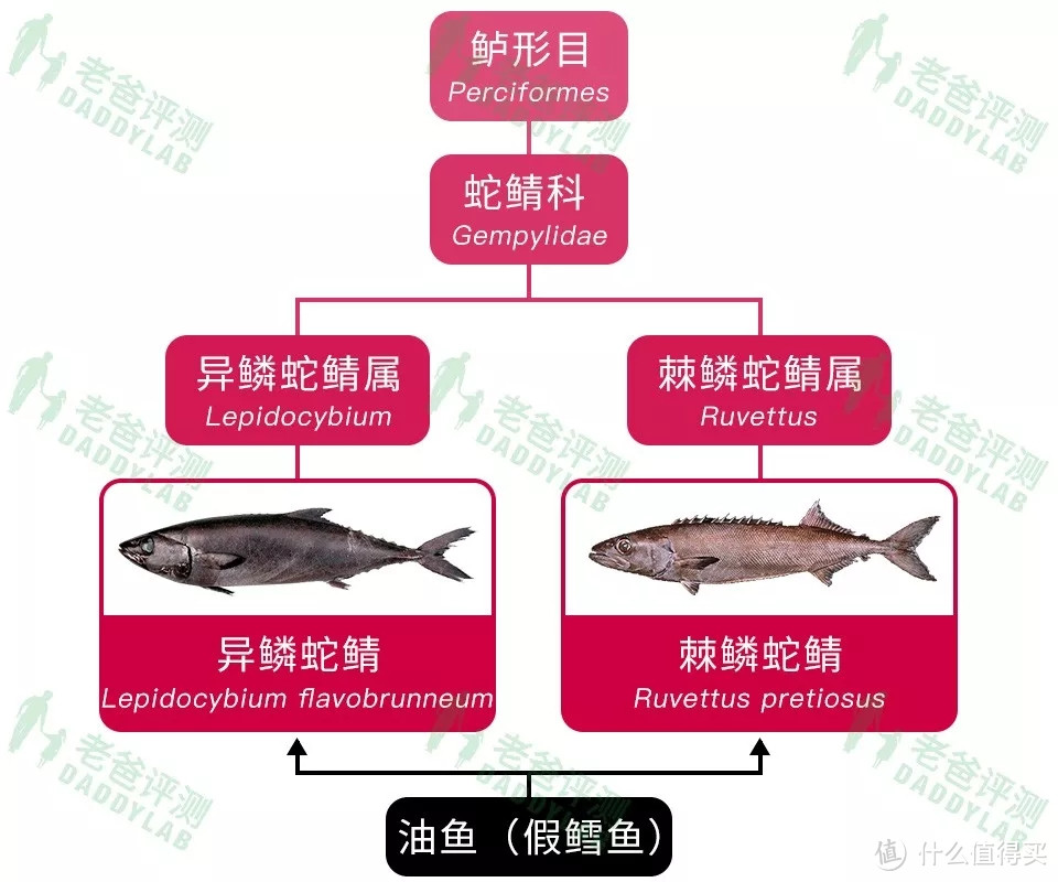 测了5款鳕鱼，发现3款竟是假的！