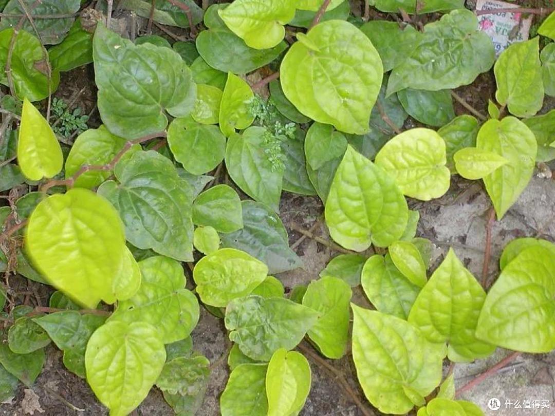 蒌叶是嚼槟榔的常见配料。图片：Pamri / wikimedia