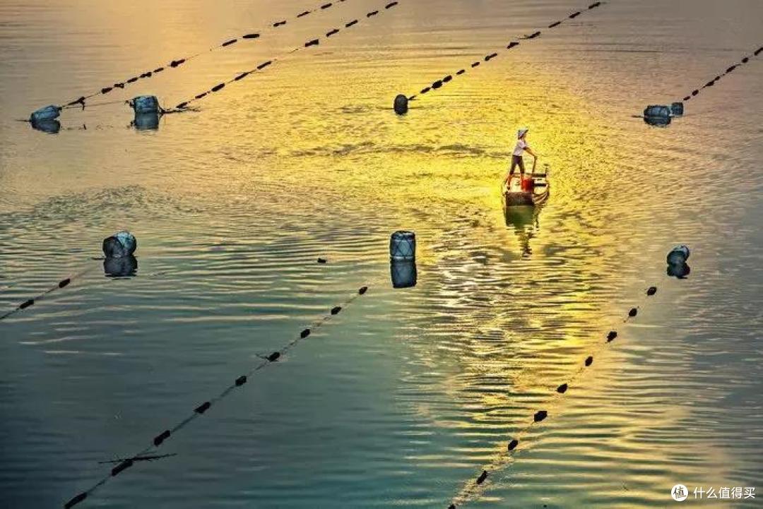 图片来自蜂鸟论坛
