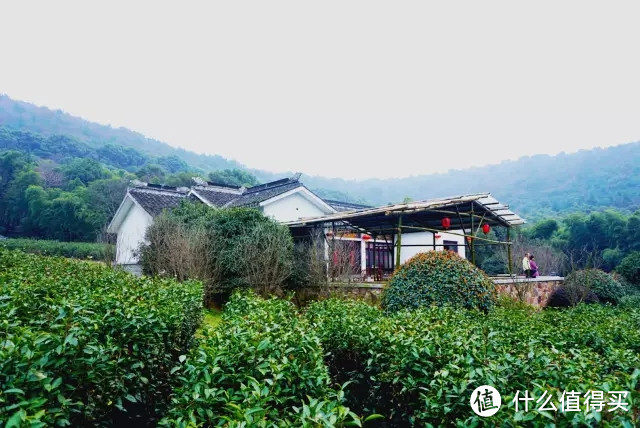 这座茶室任性地“承包”了整座山，就为了让你喝口安静的茶。