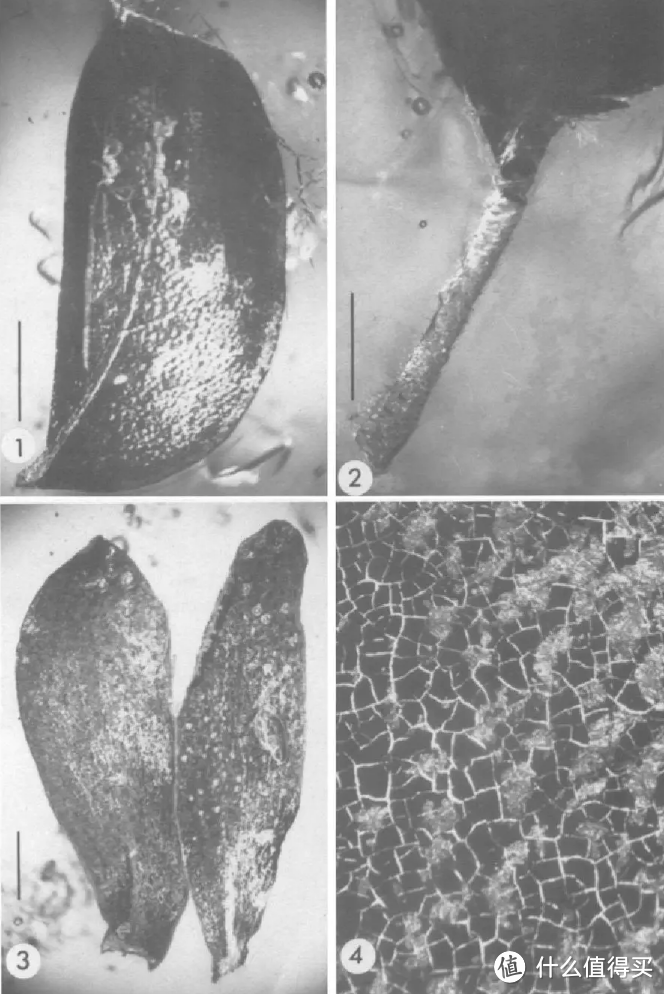 多米尼加琥珀豆的叶片化石，第四张图为放大的叶脉。图片：George O. Poinar et al./ Experientia（2005）