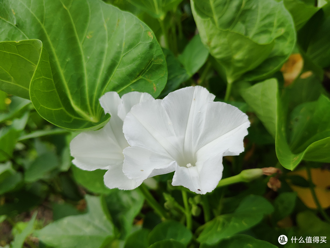 空心菜开花