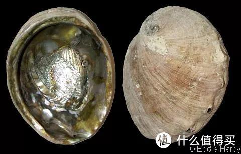 黑足鲍的贝壳。图片：Eddie Hardy / gastropods.com
